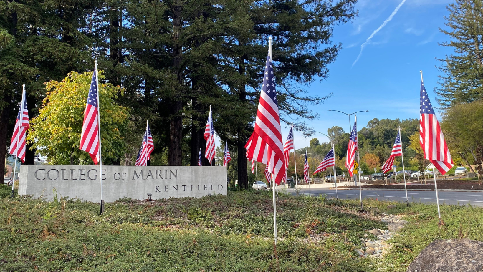 U.S. flags posted in the ground with buildings and trees in the background.