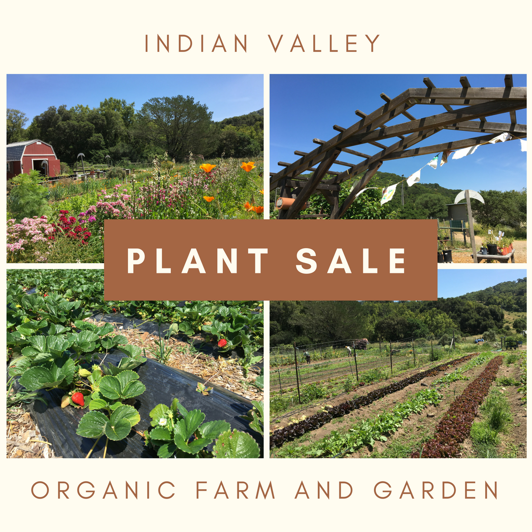 Images at the Indian Valley Organic Farm and Garden