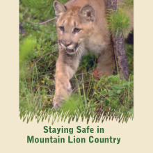 Mountain_Lion_Thumbnail